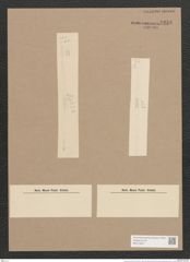 Synedra acus Kuetz. (de-Toni-Nr.: Genus 66, Species 2590) Zeichnungen Sammlung Grunow Nr. 5258 (NHMW-BOT-W0373637)